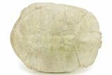 Inflated Fossil Tortoise (Stylemys) - South Dakota #284217-1